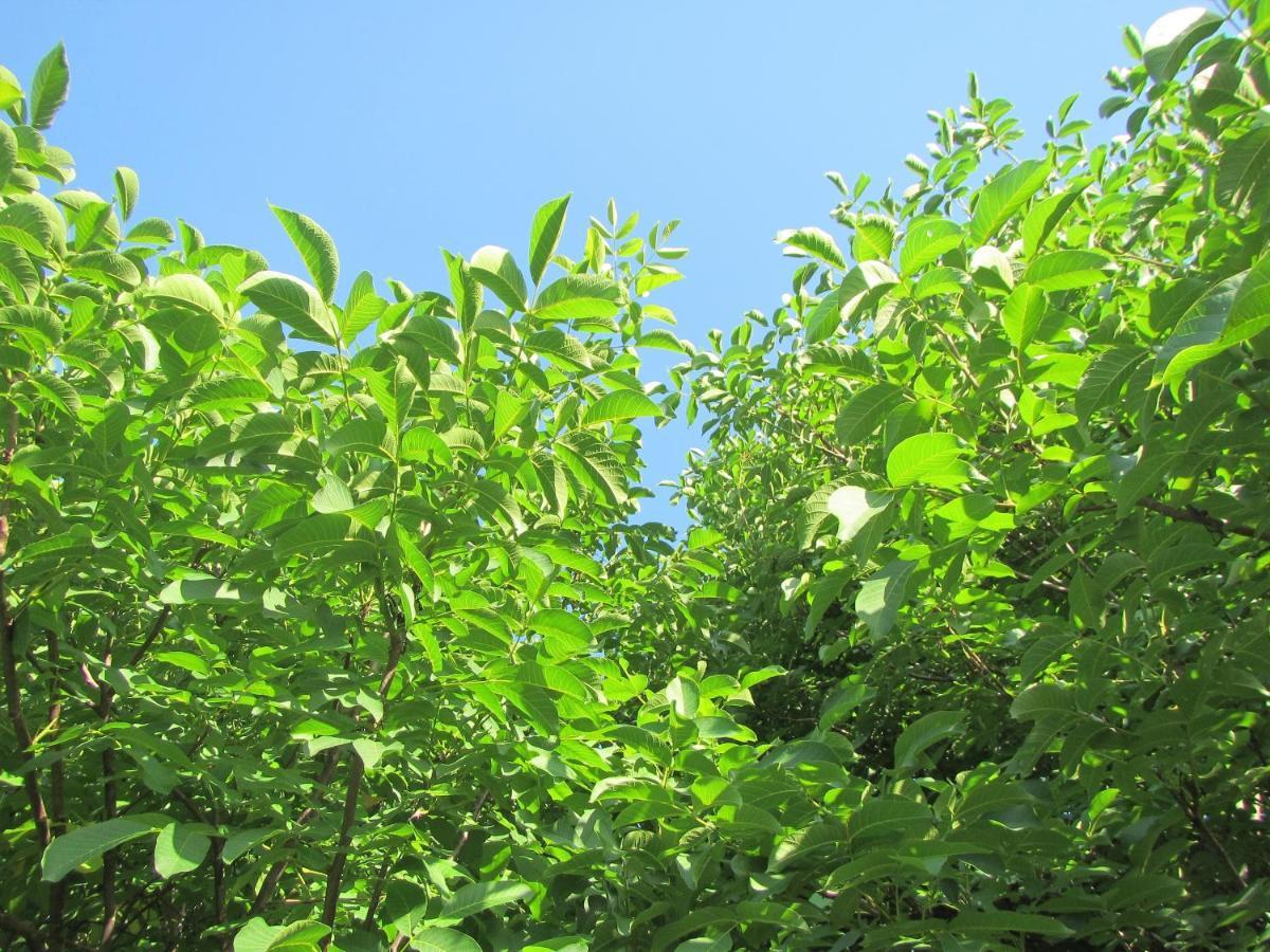波斯托伊纳Pod Orehi住宿加早餐旅馆 外观 照片